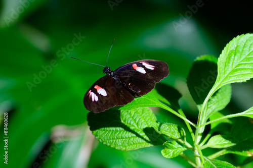 Heliconius Melpomene Plesseni or Postman Butterfly at a Botanical Gardens Exhibit in Grand Rapids, Michigan. photo