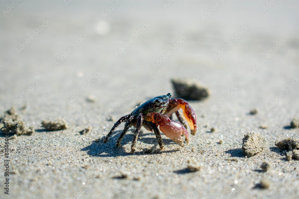 crab on the beach crab on the beach