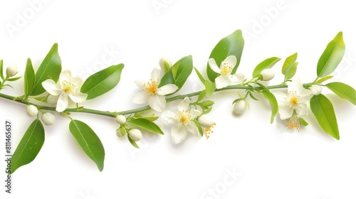 A white flower with green leaves is shown in the image © SULAIMAN