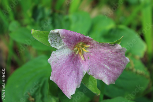 Pink large-flowered trillium at Harms Woods in Skokie, Illinois photo