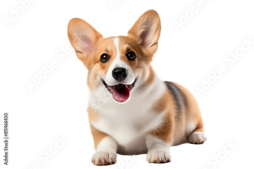 Cheerful Welsh Corgi pup brightens the day