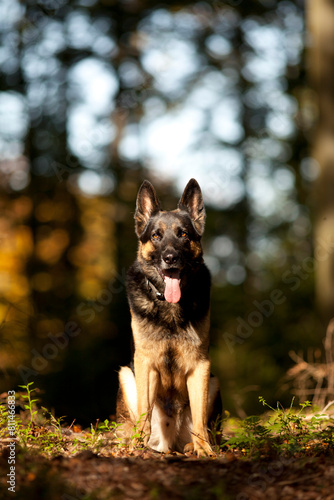 German Shepherd in autumn forest. Dog in nature sitting in front of trees.