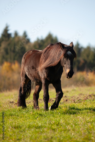 Black  aged horse with gray hair on its face.      