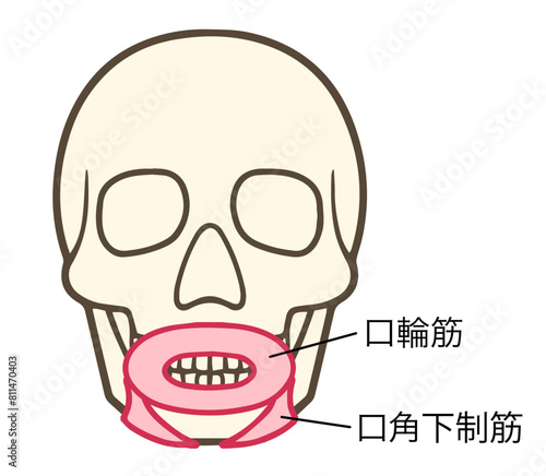 口角下制筋、口輪筋