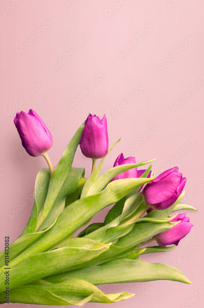 Fresh flower composition, bouquet of bi color tulips Fresh flower composition, bouquet of bi color tulips