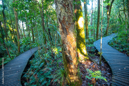 Waipoua Kauri Forest - New Zealand photo