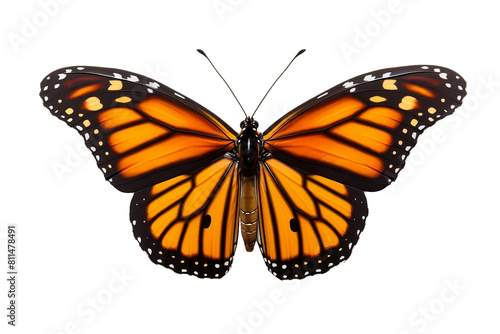 Majestic monarch butterfly in flight, vibrant colors