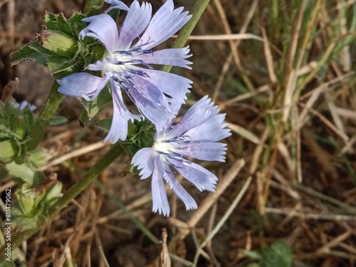 cichorium intybus flower or Chicory flower with stamens in the garden. Chicory flower pattern background 