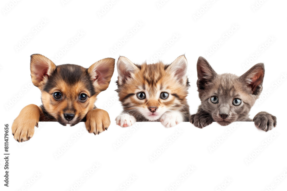 Cute puppy and kitten group hanging or peeking over web banner Cute puppy and kitten group hanging or peeking over web banner