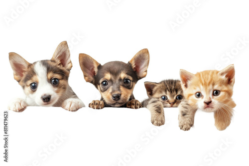 Cute puppy and kitten group hanging or peeking over web banner © AuroraCrafts
