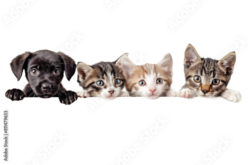 Cute puppy and kitten group hanging or peeking over web banner