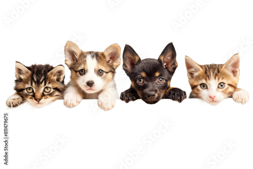 Cute puppy and kitten group hanging or peeking over web banner. Cute baby dogs and cats group © AuroraCrafts