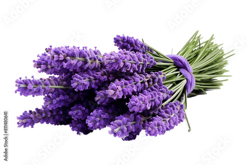 Fragrant lavender bundles in pristine isolation.