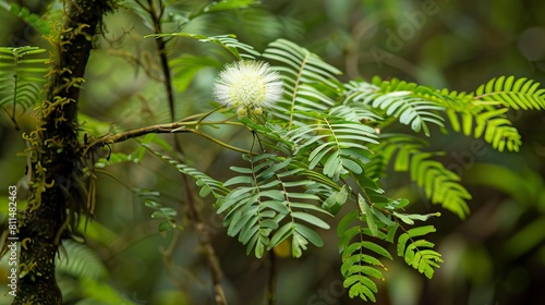 A photo capturing Mimosa hostilis (Jurema), showcasing its fern-like leaves, white flowers photo