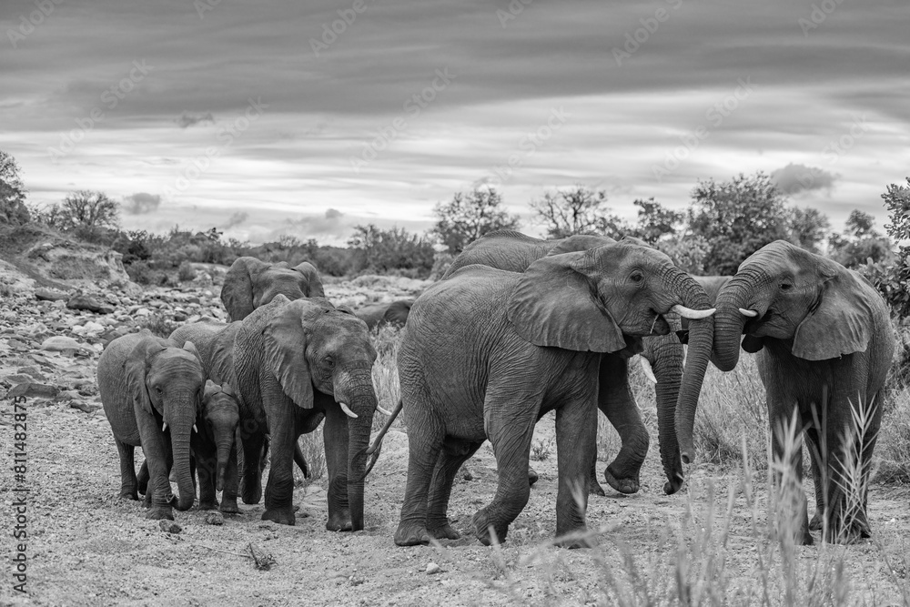 Fototapeta premium elephant family on the move