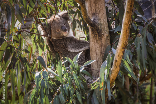 Canvas Print Koala bear in tree
