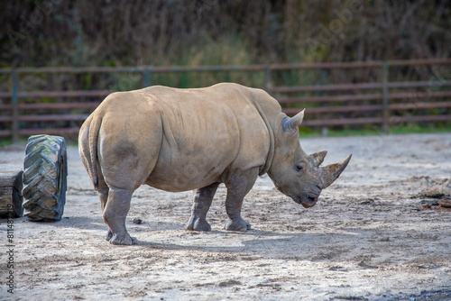 White rhino