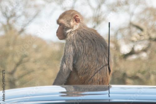 Monkey on a car roof at a safari park