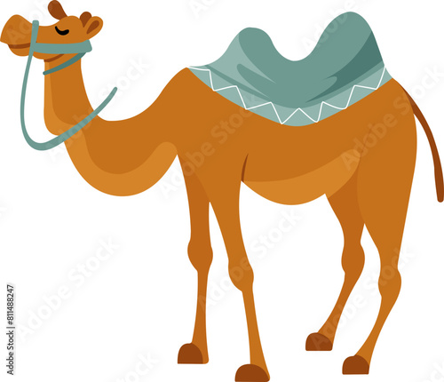 Camel Illustration