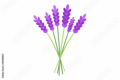 lavender flower vector illustration