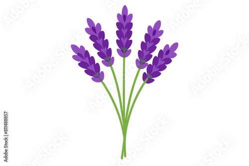 lavender flower vector illustration