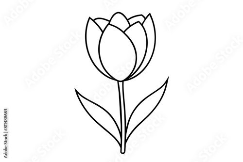 tulip vector illustration