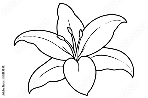 lily flower vector illustration