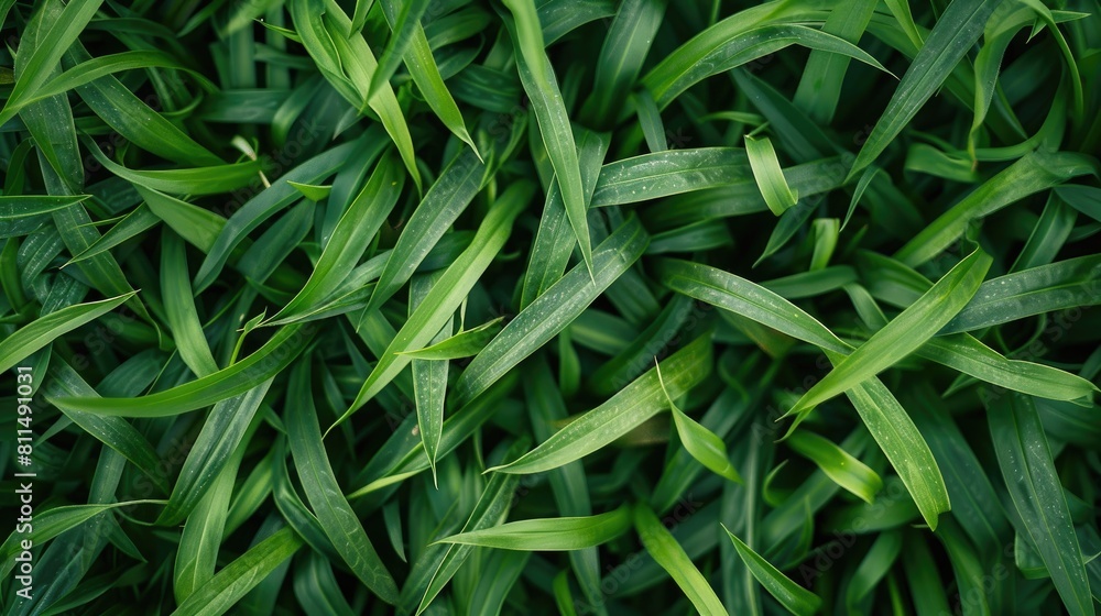 Fresh green grass up close Fresh green grass up close