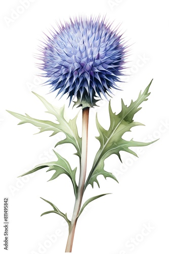 Thistle