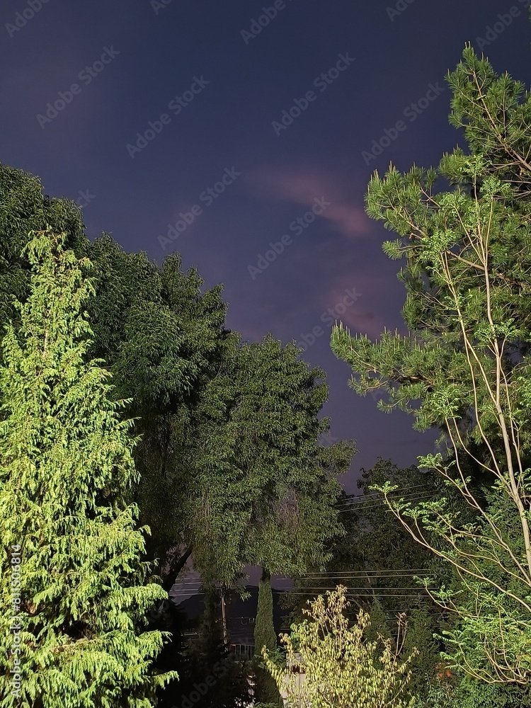 Obraz premium trees in the forest