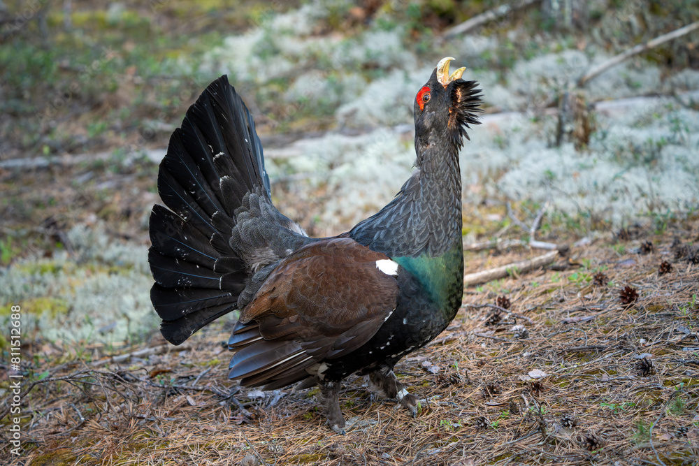 The western capercaillie (Tetrao urogallus), also known as the Eurasian capercaillie, wood grouse, heather cock, cock-of-the-woods, or simply capercaillie.