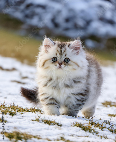 a baby Persian cat