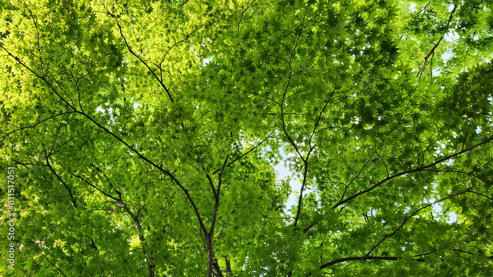 green leaves background green leaves background