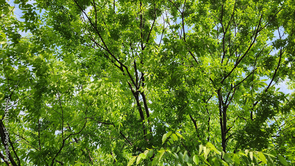 Fototapeta premium green leaves background