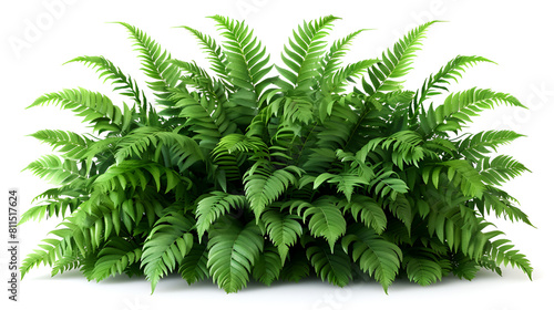 Green Oak Leaves Transparent Background PNG Isol,
A cascading Fishtail fern or forked giant sword fern Nephrolepis spp shrub with green leaves photo