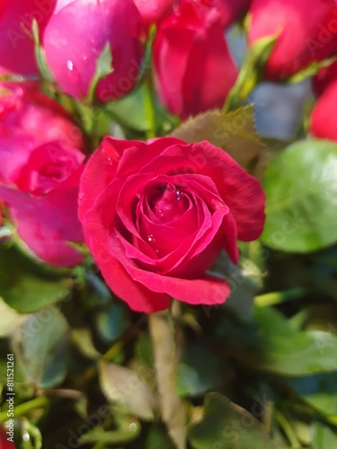 colorful summer flower in a garden