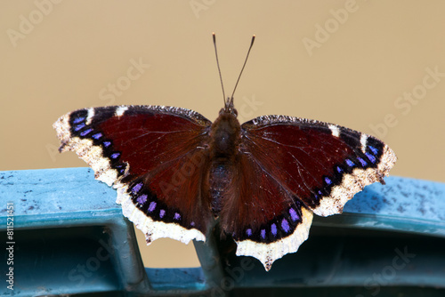 Mourning cloak butterfly is sitting on a chair in the backyard in spring. photo