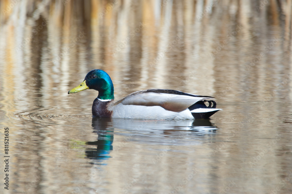 Male mallard duck is swimming in the lake in the early spring. Male mallard duck is swimming in the lake in the early spring.