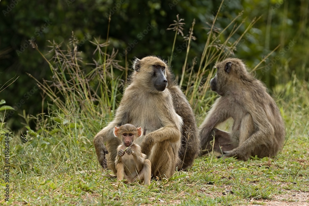 Chacma Baboon (Papio ursinus) in South Luangwa National Park. Zambia. Africa.