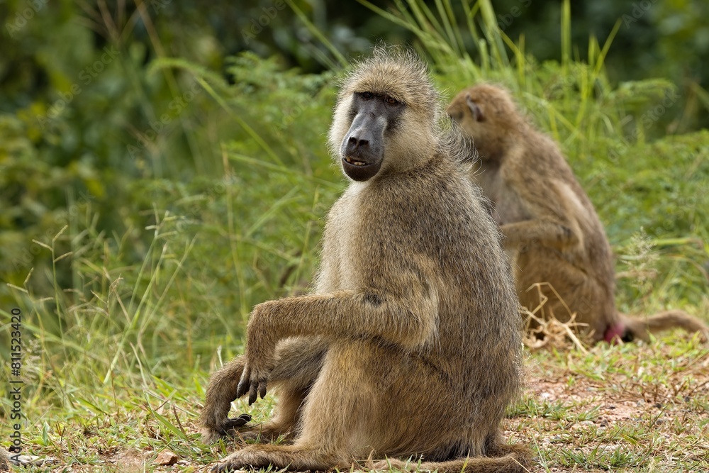 Chacma Baboon (Papio ursinus) in South Luangwa National Park. Zambia. Africa. Chacma Baboon (Papio ursinus) in South Luangwa National Park. Zambia. Africa.