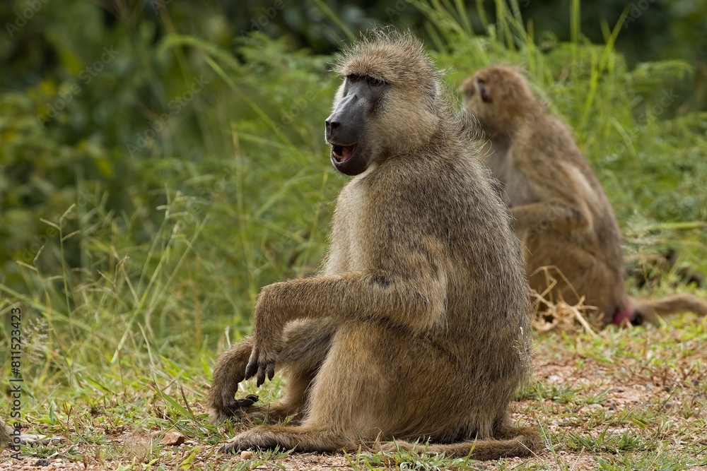 Chacma Baboon (Papio ursinus). South Luangwa National Park. Zambia. Africa. Chacma Baboon (Papio ursinus). South Luangwa National Park. Zambia. Africa.