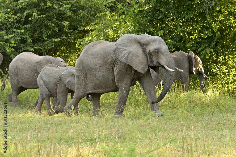 African Elephant (Loxodonta africana) v South Luangwa Národním parku. Zambia. Africa.