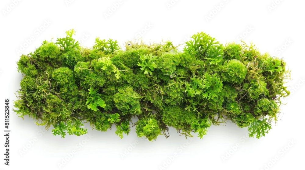 Moss separated on a white background Moss separated on a white background