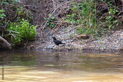 Crow on the creekside photo