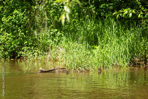 Grass along the creek