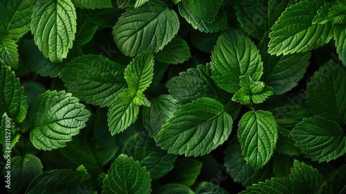 Patterns of vibrant green leaves