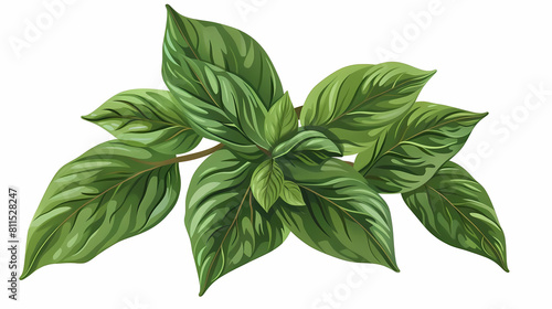 binahong leaf vector illustration on a isolated background