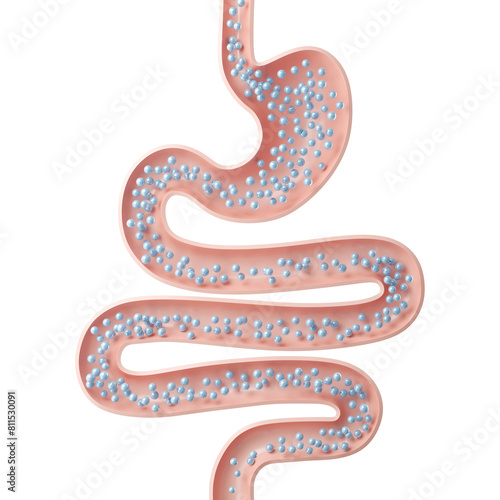 intestine with small ball, medical concept of human anatomy intestine with gas, 3d illustration.