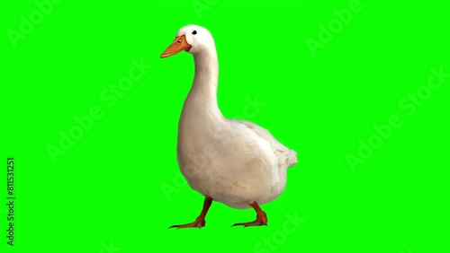 white goose on green screen background photo
