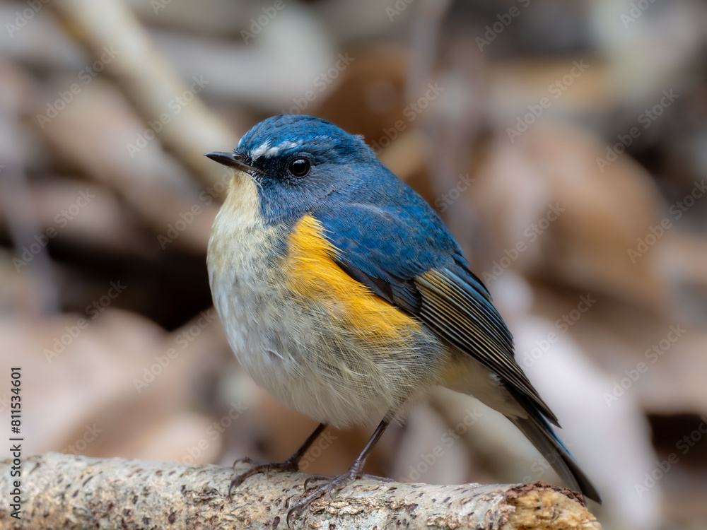 Obraz premium 森の中で枯れ木に留まっているルリビタキの雄